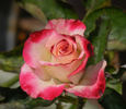 Baldo Villegas rose photo