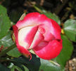 Baldo Villegas rose photo