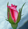 Baldo Villegas rose photo