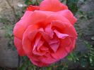 Angelique ® rose photo