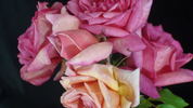 Comtesse Festetics Hamilton rose photo