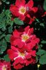 Big Red Climber rose photo
