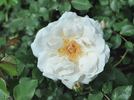 Carefree Bouquet rose photo