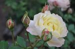 June Honey rose photo