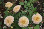 June Honey rose photo