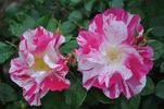 La Fillette rose photo