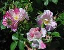 La Fillette rose photo