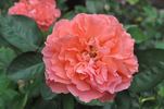 Coral Poppy rose photo