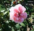 Pink Minnie rose photo