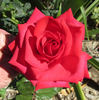 Ain't She Sweet rose photo