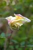 Blumenschmidt rose photo
