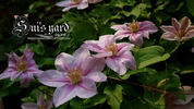 Bees Jubilee clematis photo
