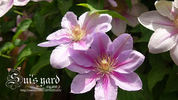 Bees Jubilee clematis photo