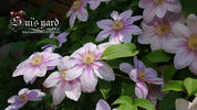 Bees Jubilee clematis photo