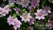 Bees Jubilee clematis photo