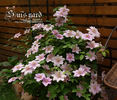 Bees Jubilee clematis photo