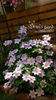 Bees Jubilee clematis photo