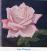 Jules Gaujard rose photo