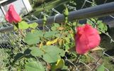 Dainty Bess, Cl. rose photo