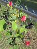 Dainty Bess, Cl. rose photo
