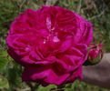 Brennus rose photo