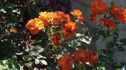 Apricot Prince rose photo