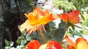 Apricot Prince rose photo