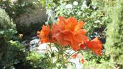 Apricot Prince rose photo