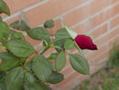 Hawlmark Crimson rose photo