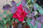 Hawlmark Crimson rose photo