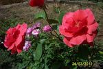 Aztec rose photo