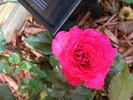 RICbetty rose photo