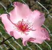 Dainty Bess, Cl. rose photo