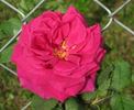 La France de '89 rose photo