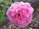 Dame Edith Helen, Cl. rose photo