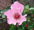 Dainty Bess, Cl. rose photo
