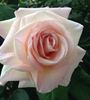 Cajun Sunrise rose photo