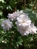 Champneys' Pink Cluster rose photo