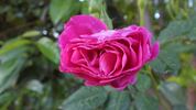 Outta The Blue ™ rose photo