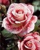 Famosa rose photo