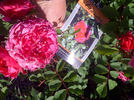 Morden Ruby rose photo