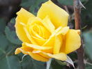 Summer Sunshine rose photo