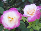 Abracadabra rose photo