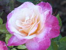 Abracadabra rose photo