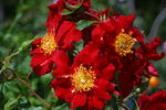 Phantom rose photo