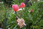Apricot Queen rose photo