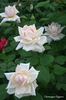 Champagne Elegance rose photo