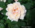 Champagne Elegance rose photo