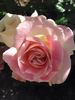 Cajun Sunrise rose photo