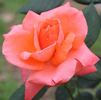 Maria Stern rose photo